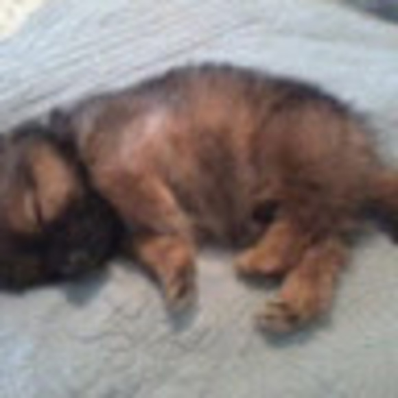 Meet your Posher, Jewell - Picture 1 of 1